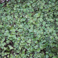 Plagiochasma rupestre (G.Forst.) Steph.